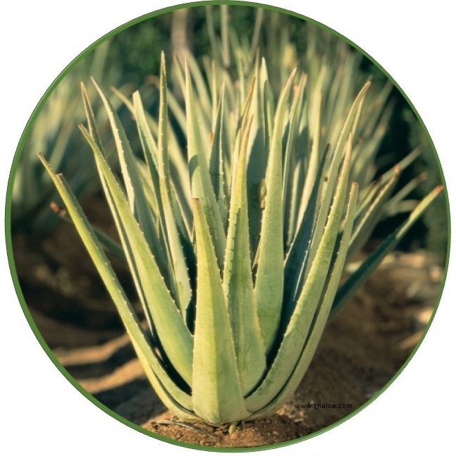 Aloes Plante